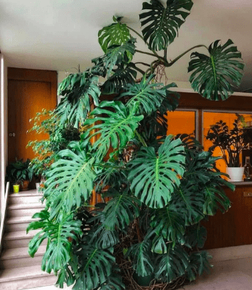 arrière-plan visio monstera