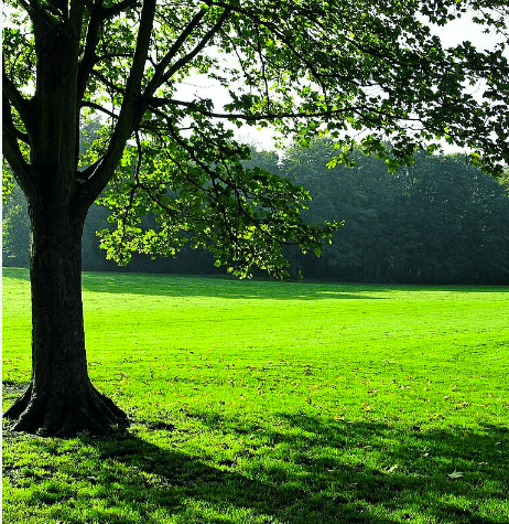 arrière-plan visio un parc